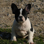 Black & Tan Pied at/a, D/d, Ky/Ky