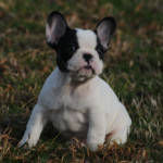 Black & Tan Pied at/a, D/d, Ky/Ky
