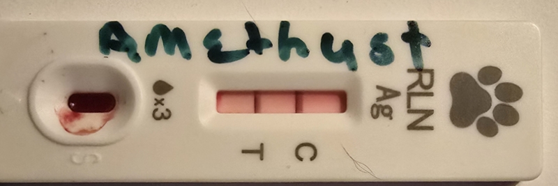 AMETHYST PREGNANCY CONFIRMED